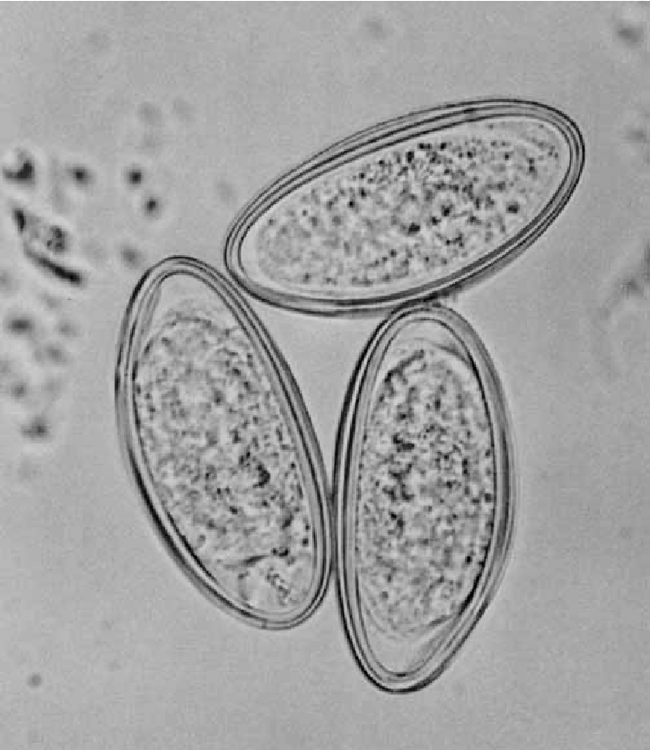 <p>Identify structure.</p>