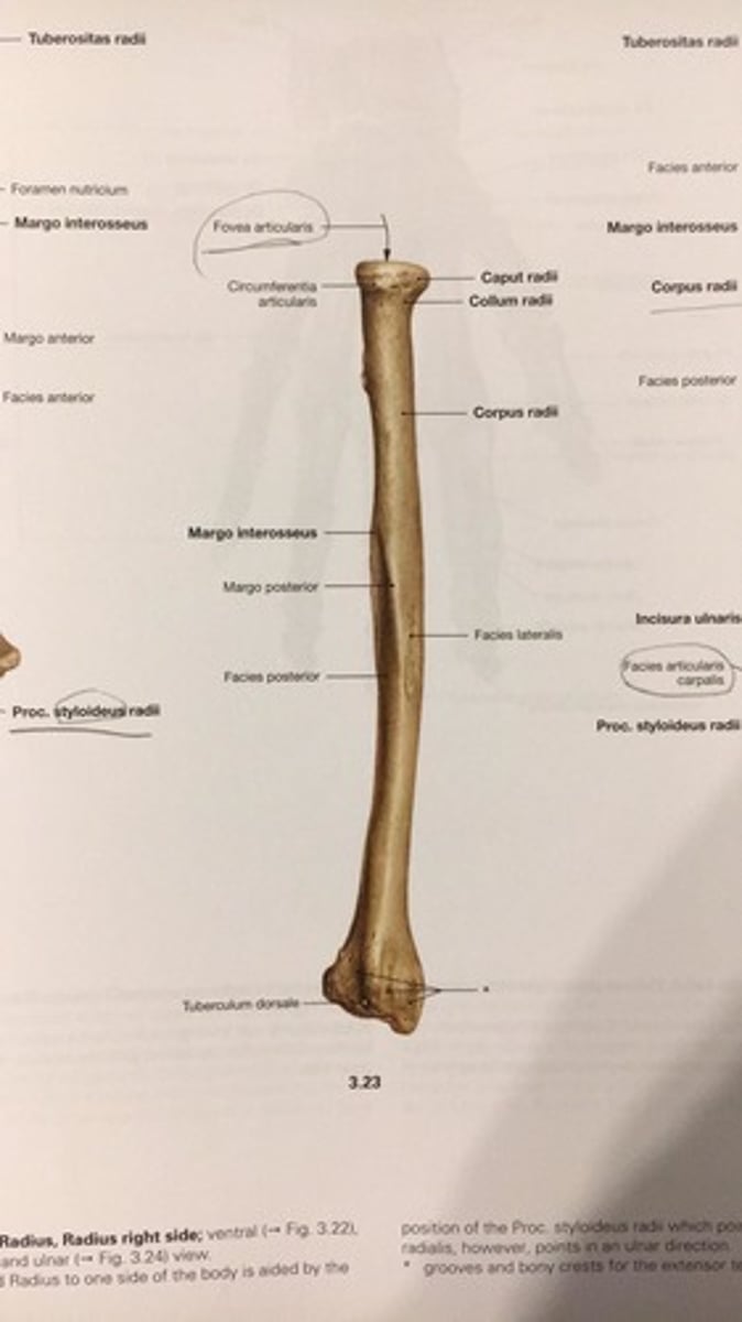 <p>fovea articularis</p>