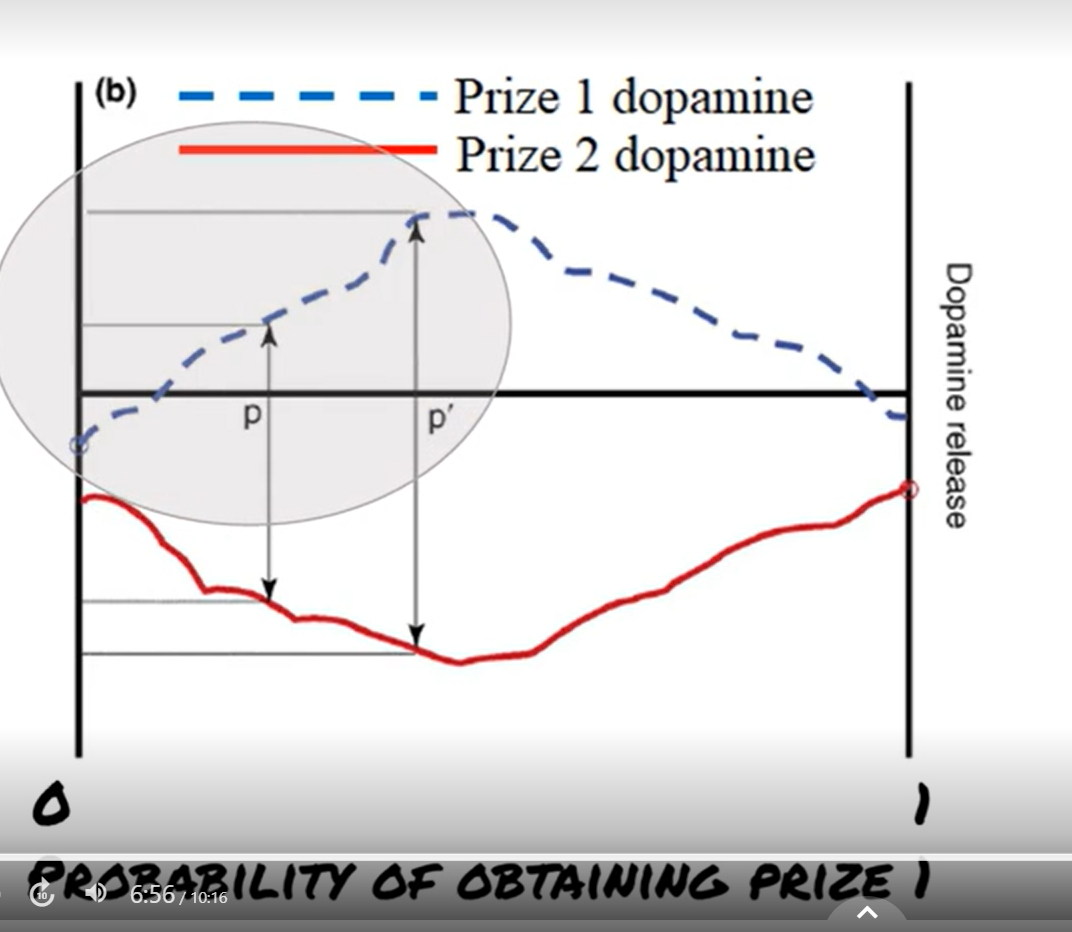 <p>for a fixed prize, lotteries having a higher probability of returning the better prize should always lead to lower dopamine release</p><p>as prob prize 1 increase to the right, dopmaine response observed when prize 1&nbsp;or prize 2 is observed should decrease </p><p></p><p>because dopmaine does not decrease across x-axis for both prizes, it violates axioms</p>