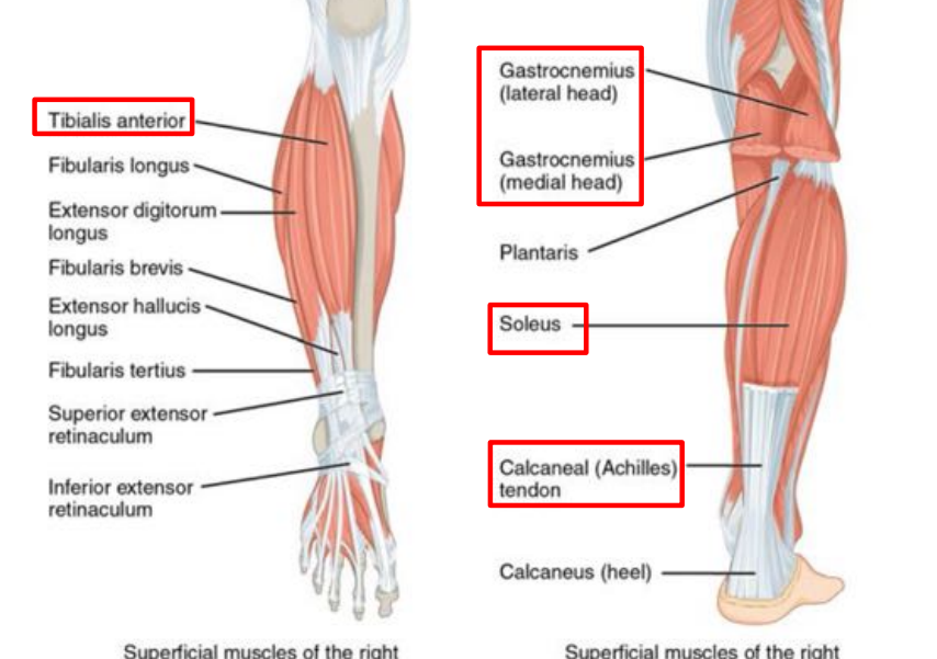 <p>front of shin, muscle!</p>