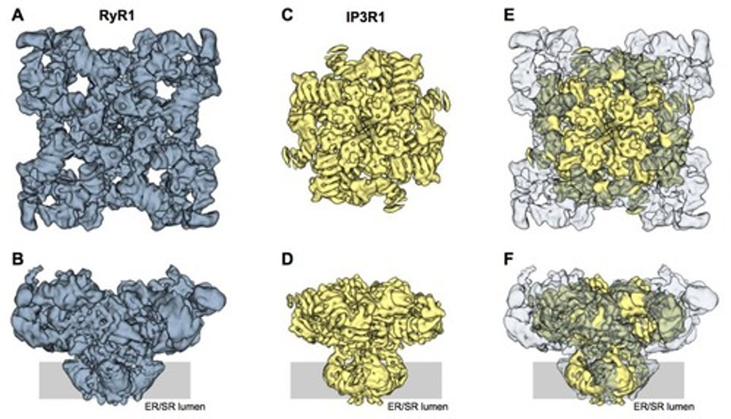 <p>Each IP3 receptor subunit has 6 transmembrane domains and the functional channel is a tetramer, approximately 1,000 kD in size.</p>