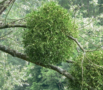 <p>penetrates host plant tissue (mistletoe)</p>