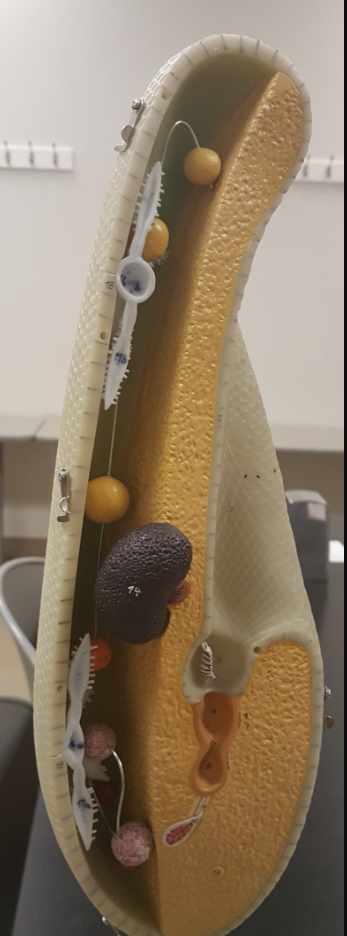 <p>what protozoa is this</p>