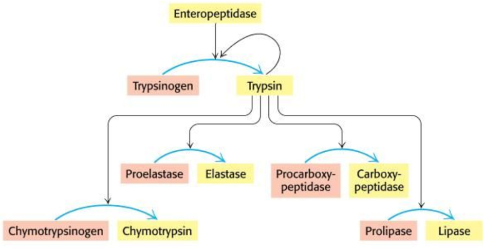 <ul><li><p>Enzymes synthesised as larger inactive precursors </p></li><li><p>Zymogens activated by proteolytic (hydrolytic) removal of a peptide</p></li><li><p>E.g. trypsin ‘cuts’ lots of enzymes to activate them</p></li><li><p>Require a biochemical change to activate</p></li></ul><p></p>