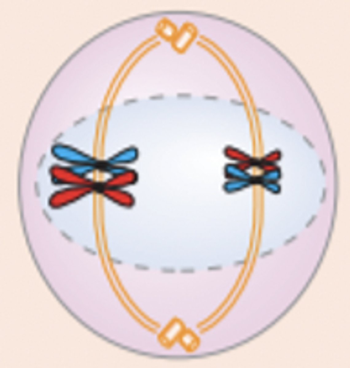 <p>Kopierte kromsomer pakkes. Det dannes en spindel som trekker homologe kromsomer tett sammen mot midten av cellen. Som regel skjer det en overkrysning mellom de homologe kromosomene. Kjernemembranen brytes ned. Denne fasen utgjør mer enn 90% av den totale tiden meiose tar</p>