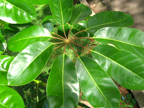 <p>Schefflera (Araliaceae)</p>