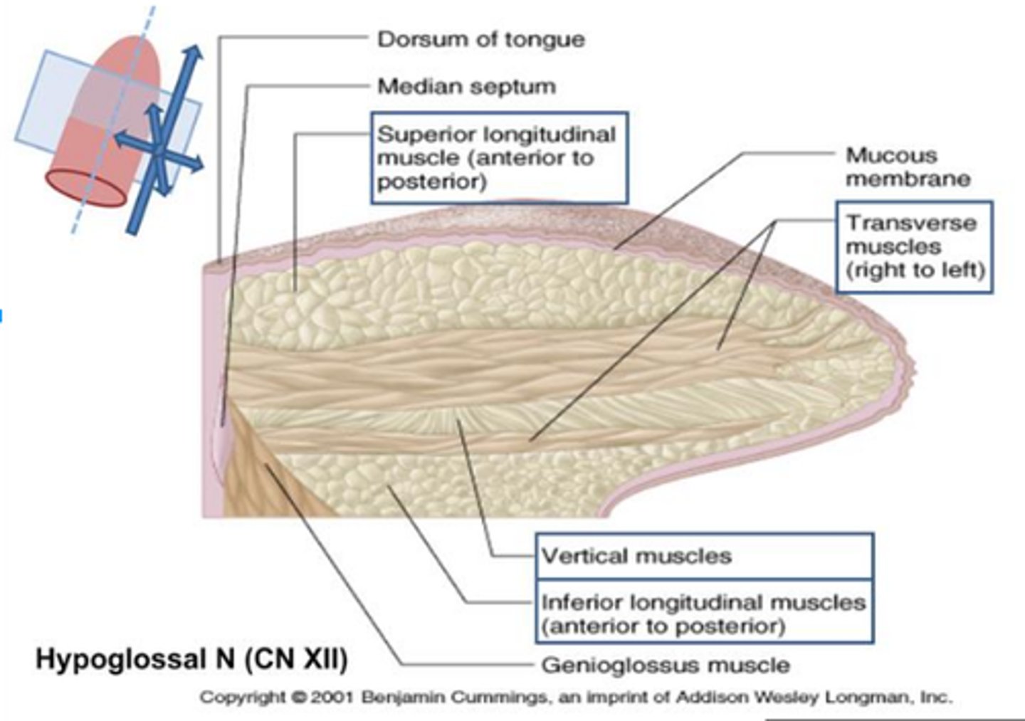 <p>muscles that make up the tongue (the portion that we can see in the oral cavity, not the extrinsic muscles)<br><br>*innervation<br> -motor--&gt; hypoglossal (CN XII)<br> -taste --&gt; chorda tympani of CNVII (front 2/3); glossopharyngeal (back 1/3)<br> -somatic sensation --&gt; lingual nerve of V3 (front 2/3); glossopharyngeal nerve (back 1/3)<br><br>*blood supply = lingual artery<br><br>(slides didn't name the individual muscles that make up the intrinsics)</p>