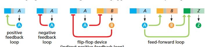 <p>autocatalytic loop — regulates expression of itself as a positive feedback loop. good for changing behaviors quickly and irreversible (antihomeostatic). ex: production of yeast “gametes”; anaphylaxis</p><p>single-input motifs — one TF, when activated, can regulate a set of multiple genes. (push one button to get many responses). i.e. Leu3 regulates 3 genes</p><p>multi-input motifs — multiple genes are regulated each by multiple genes, i.e. 4 genes are regulated by 3 different TAs in a web. two ways for this to work — either we don’t need all three and they’re just there for contingency, OR all three need to be active and thus limits the conditions under which this pathway could occur. both are possible!</p><p>multi-component loops — another form of positive feedback loop forming a square/circle. A &gt; b &gt; C &gt; d &gt; A …</p><p>feed-forward loop — one gene both directly and indirectly regulates another. A &gt; b &gt; C &gt; d, but also A &gt; d directly</p><p>chain — specific order of operations that must occur one after another, one expressed at a time. like making a sandwich. A &gt; b, then b &gt; C, then C &gt; d, then d &gt; E, then E &gt; f. i.e. mitosis, cell cycle as a whole</p>