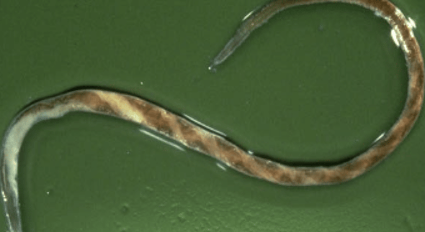 <p>which nematode of the order Strongylida is this?</p>