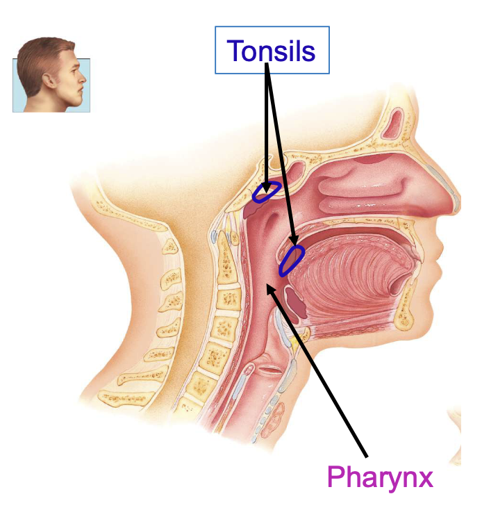 <p>tonsil functions</p>