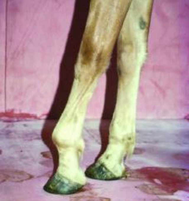 <p>A condition in older foals (10-18 months) involving shortening of the suspensory apparatus and flexor tendons.</p>