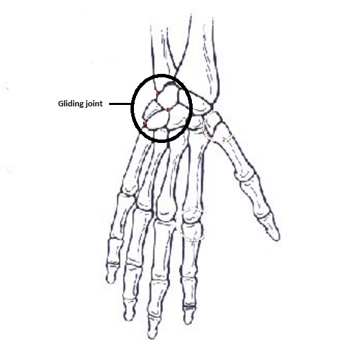 <p>synovial joints that move against each other on a single plane. In hands or foot that articulate by sliding in the wrist/ ankle.</p>