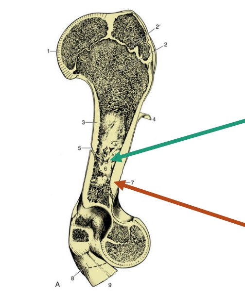 * The soft inner cavity of the diaphysis
* marrow