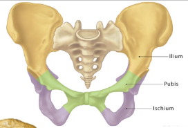 <p>sacroiliac joint, pubic symphysis and hip joint</p>