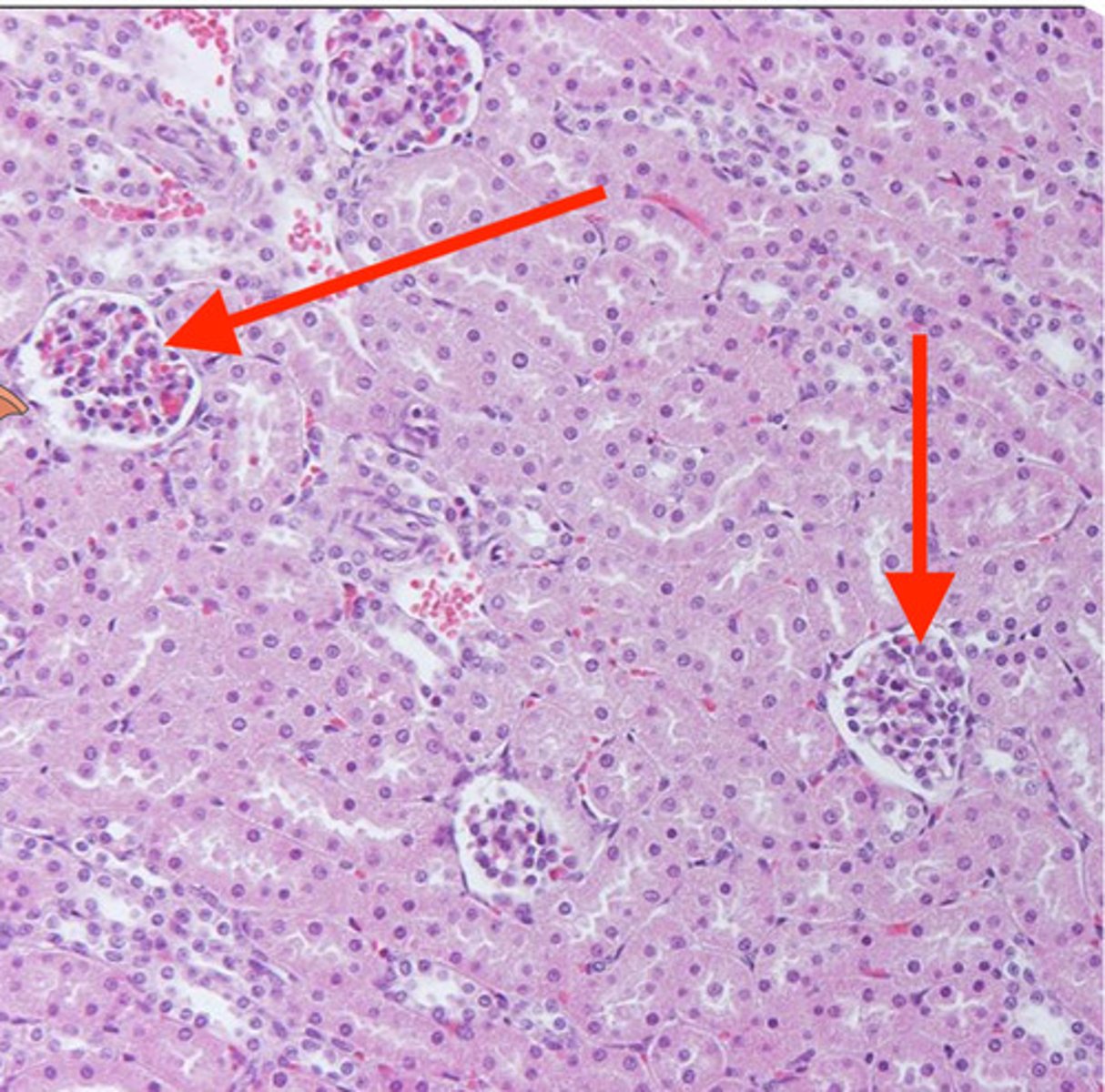 <p>what are the cells inside the glomerulus?</p>