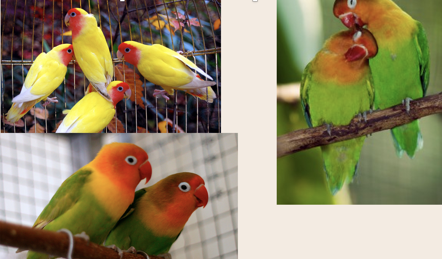 <ul><li><p>Can be very tame and bonded to people or other birds.</p></li><li><p>Can be very aggressive during breeding season to humans and other birds</p></li></ul>