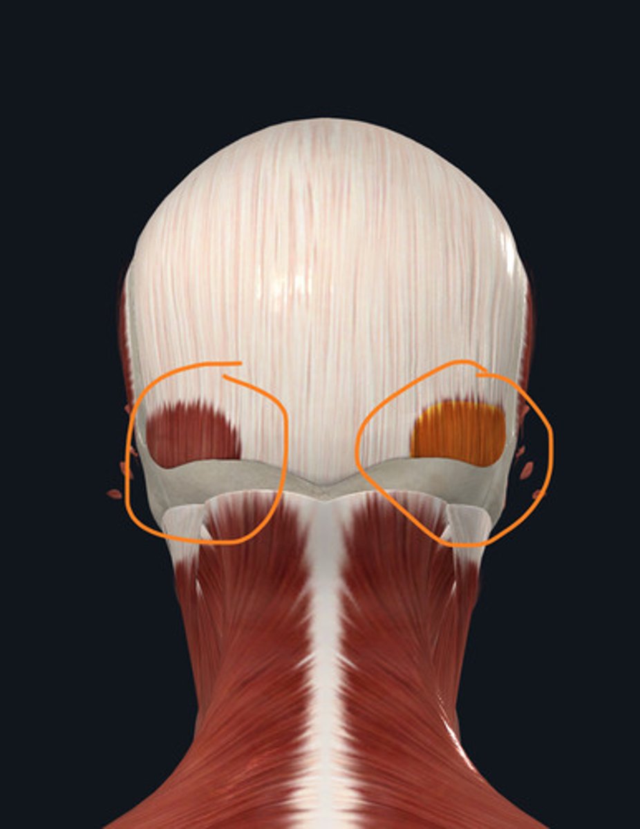 <p>pulls scalp posteriorly</p><p>face muscle</p>