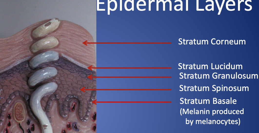 <p>Stratum Corneum</p><p>Stratum Lucidum</p><p>Stratum Granulosum</p><p>Stratum Spinosum</p><p>Stratum Basale</p><p>(Melanin produced by melanocytes)</p>