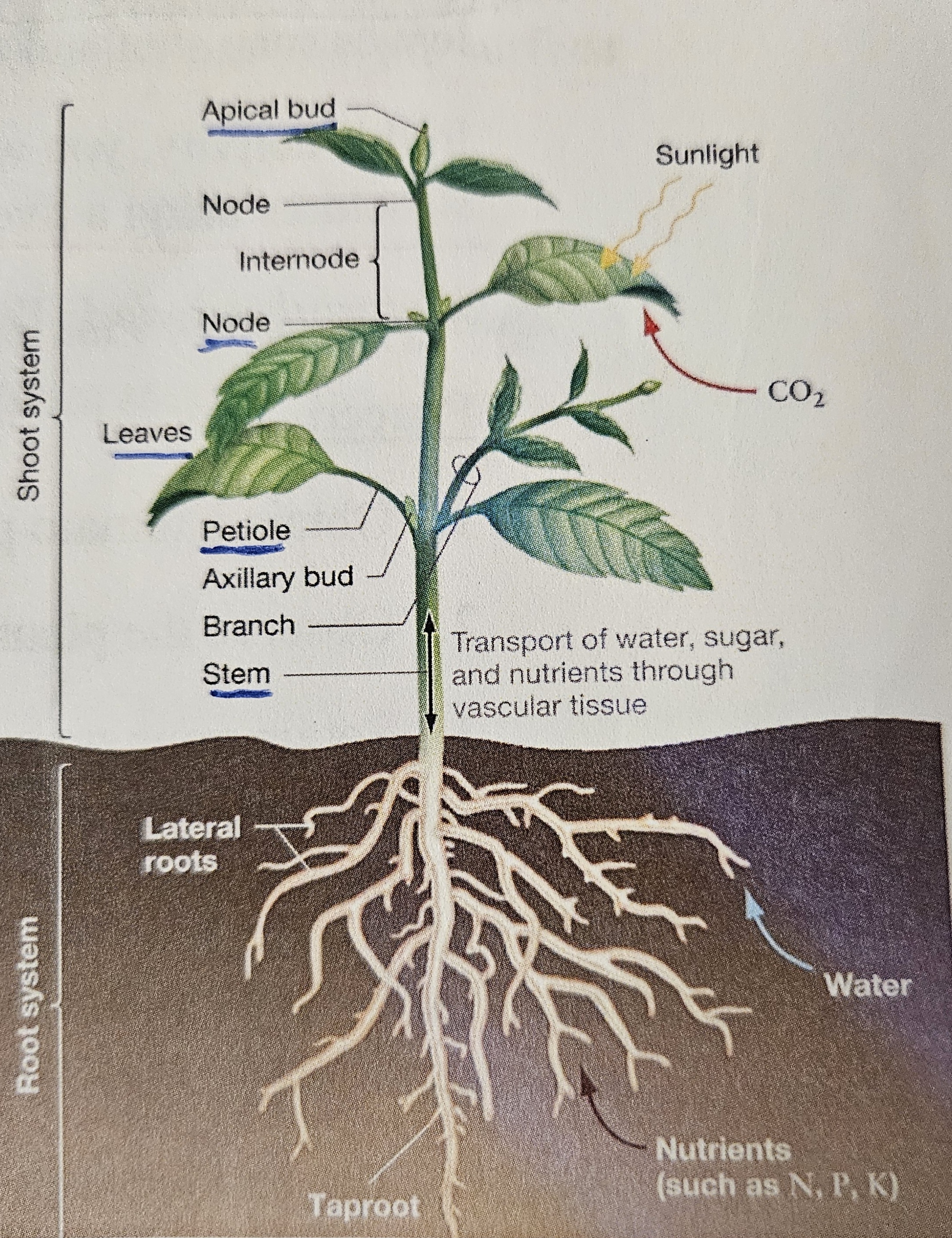 <p>1. Stem: transport water and nutrients from roots to leaves<br>2. Petiole: twist the leaf to face the sun, allows leaves to stretch out farther from stem to use more sunlight<br>3. Node: attaches petiole to stem<br>4. Leaves: photosynthesis<br>5. Apical bud: allows for primary vertical growth<br>6. Lateral root: increase volume of soil reached, anchorage, water and nutrient uptake<br>7. Tap root: absorption and stability/anchorage<br>8. Trichome: limit water loss, protection from environmental stressors, or produce toxins against herbivores</p>