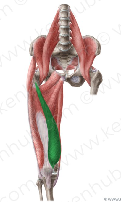 <p>Vastus Medialis origins/insertions</p>