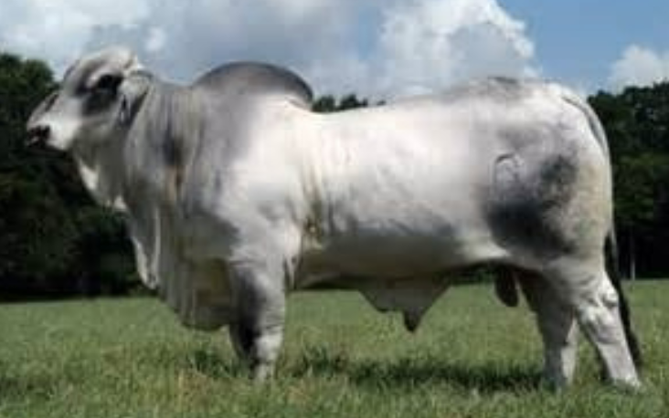 <p>Brahman</p>