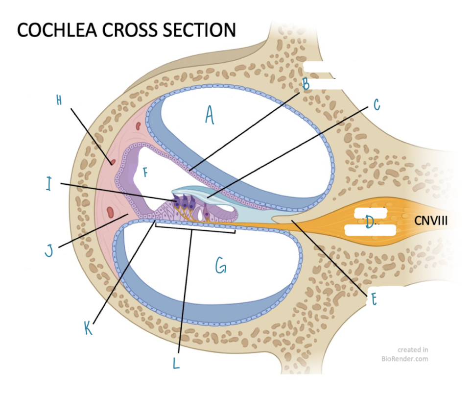 <p>Name the part of the cochlea labeled <strong>B</strong></p>