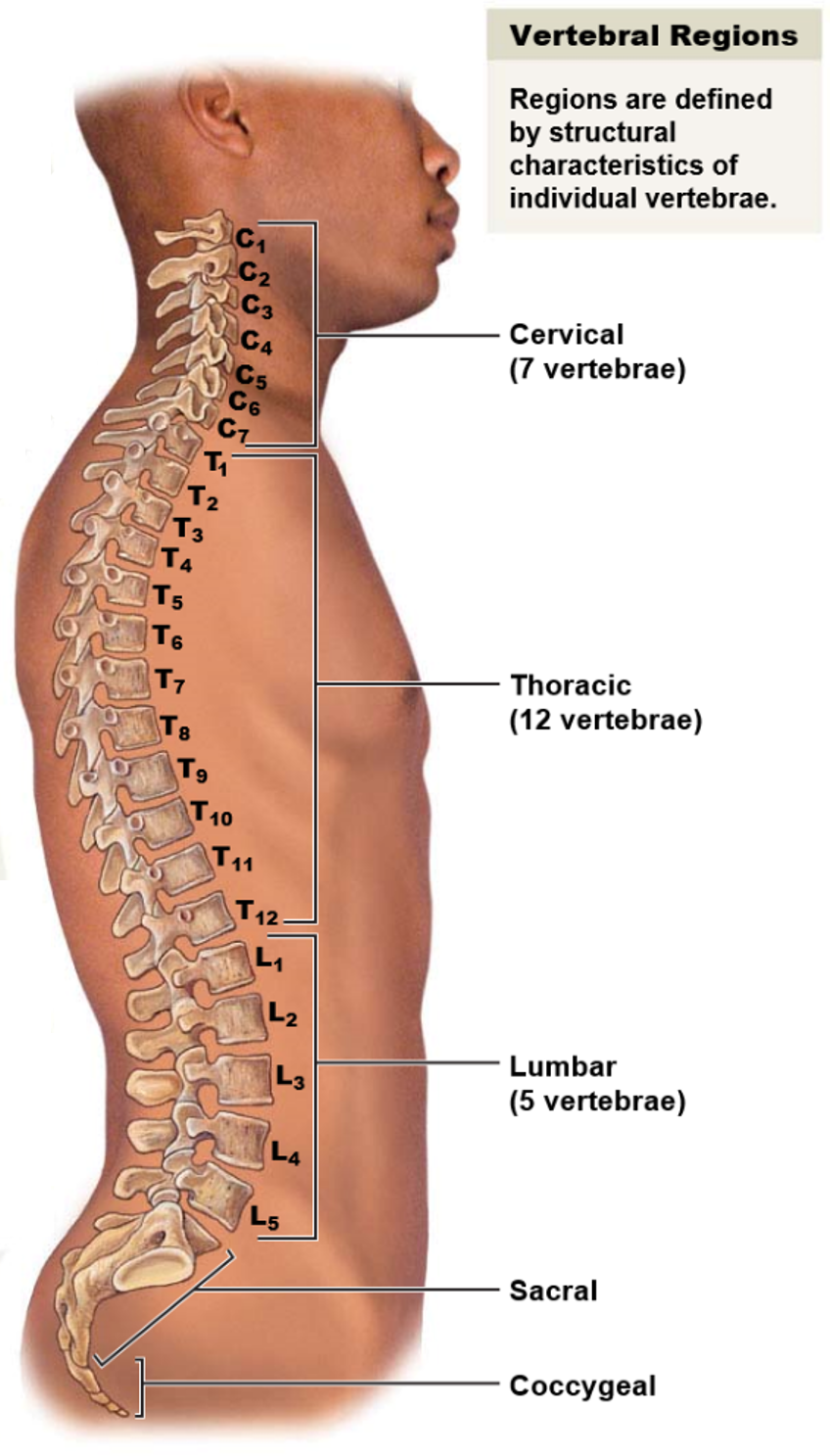 <p>The five vertebral regions and the number of bones in each region are:</p><ul><li><p>Cervical region: 7 vertebrae</p></li><li><p>Thoracic region: 12 vertebrae</p></li><li><p>Lumbar region: 5 vertebrae</p></li><li><p>Sacrum: 1 bone</p></li><li><p>Coccyx: 1 bone</p></li></ul><p>In total, there are 26 bones in the vertebral column.</p>