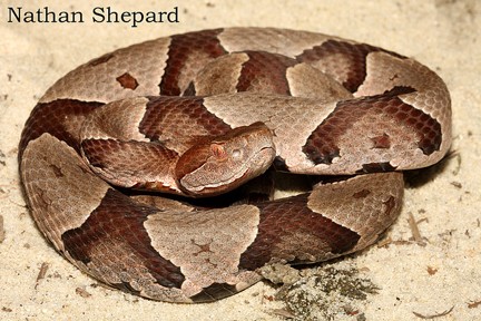 <p>generalists; north of the Coastal Plain; weakest venom of family in the east; color variations; hour-glass pattern</p>