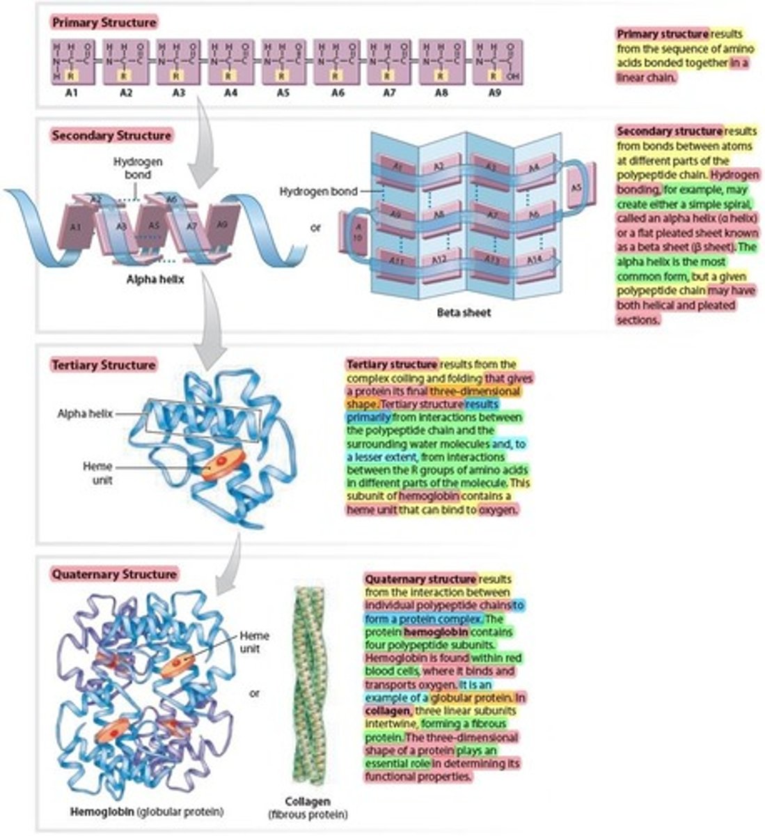 <p>Are called proteins</p><p>- Can have up to 4 levels of structural complexity. </p><p>1 - Primary structure</p><p>2 - Secondary structure</p><p>3 - Tertiary structure</p><p>4 - Quaternary structure</p>
