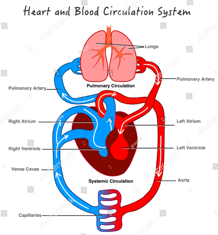 <p>How blood flows in the heart </p>