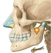 <p>the vertical portion of the mandible (2)</p>