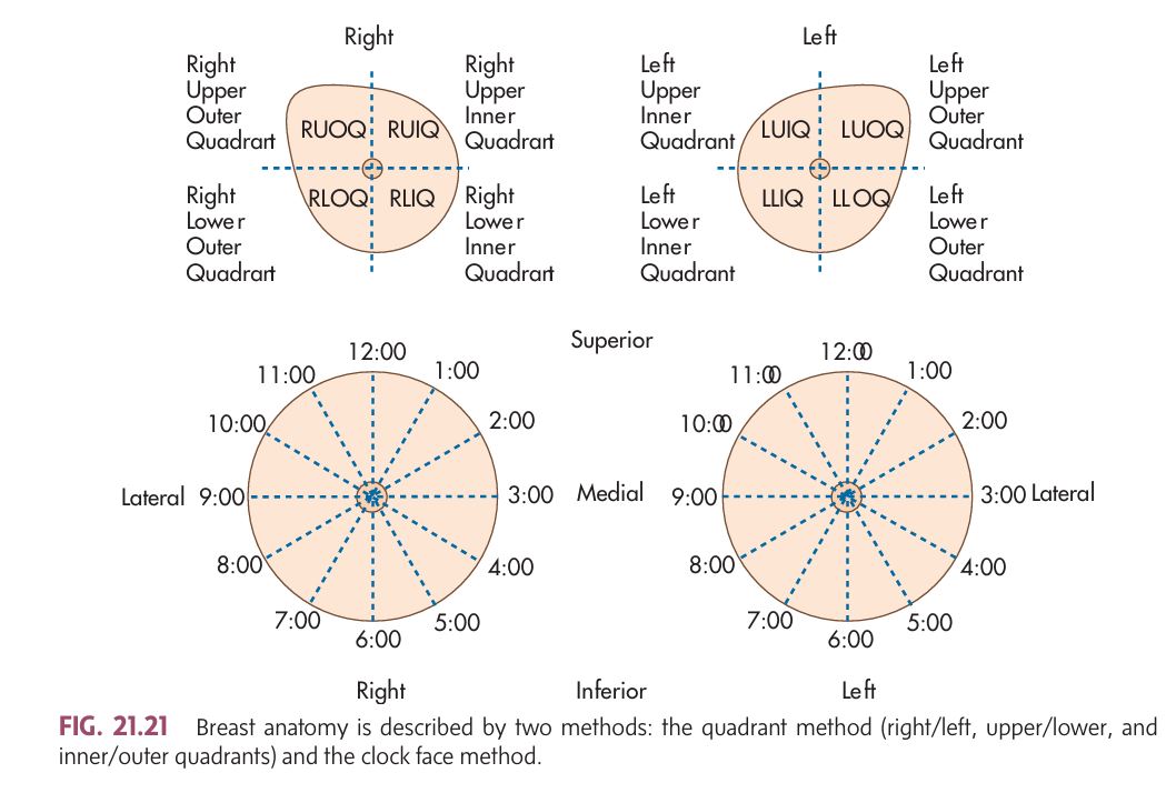 <p></p><p class="">Sonographers need to <strong>label (annotate)</strong> images correctly to show where a lump or abnormality is found. There are <strong>3 common systems</strong> used for this:</p><p></p><p><span data-name="clock3" data-type="emoji">🕒</span> <strong>1. Clock Face Method</strong></p><ul><li><p class="">Think of the breast like a <strong>clock</strong>.</p></li><li><p class="">The <strong>nipple = center</strong> of the clock.</p></li><li><p class="">Every location is marked based on <strong>time</strong> <span data-name="alarm_clock" data-type="emoji">⏰</span>:</p><ul><li><p class=""><span data-name="clock12" data-type="emoji">🕛</span> <strong>12 o'clock</strong> is straight up from the nipple.</p></li><li><p class=""><span data-name="clock3" data-type="emoji">🕒</span> <strong>3 o'clock</strong> is:</p><ul><li><p class="">Right <strong>medial</strong> breast</p></li><li><p class="">Left <strong>lateral</strong> breast</p></li></ul></li><li><p class=""><span data-name="clock6" data-type="emoji">🕕</span> <strong>6 o'clock</strong> is straight down.</p></li><li><p class=""><span data-name="clock9" data-type="emoji">🕘</span> <strong>9 o'clock</strong> is:</p><ul><li><p class="">Right <strong>lateral</strong></p></li><li><p class="">Left <strong>medial</strong></p></li></ul></li></ul></li></ul><p class="">The scan is done <strong>radially</strong>, like the hands of a clock <span data-name="round_pushpin" data-type="emoji">📍</span>.</p><div data-type="horizontalRule"><hr></div><p><span data-name="black_square_button" data-type="emoji">🔲</span> <strong>2. Quadrant Method</strong></p><ul><li><p class="">Divide the breast into <strong>four parts</strong>:</p><ul><li><p class=""><span data-name="check_mark_button" data-type="emoji">✅</span> Upper Outer (UOQ)</p></li><li><p class=""><span data-name="check_mark_button" data-type="emoji">✅</span> Upper Inner (UIQ)</p></li><li><p class=""><span data-name="check_mark_button" data-type="emoji">✅</span> Lower Outer (LOQ)</p></li><li><p class=""><span data-name="check_mark_button" data-type="emoji">✅</span> Lower Inner (LIQ)</p></li></ul></li></ul><p class="">You can scan in:</p><ul><li><p class=""><span data-name="small_blue_diamond" data-type="emoji">🔹</span> <strong>Longitudinal/Transverse</strong></p></li><li><p class=""><span data-name="small_blue_diamond" data-type="emoji">🔹</span> <strong>Radial/Antiradial</strong></p></li></ul><div data-type="horizontalRule"><hr></div><p><span data-name="1234" data-type="emoji">🔢</span><span data-name="capital_abcd" data-type="emoji">🔠</span> <strong>3. 123-ABC Method (for Precise Location)</strong></p><p class="">Used <strong>with</strong> the clock or quadrant method:</p><p><span data-name="1234" data-type="emoji">🔢</span> "123" = Distance from the nipple:</p><ul><li><p class=""><strong>1</strong> = Closest to the nipple</p></li><li><p class=""><strong>2</strong> = Mid-breast</p></li><li><p class=""><strong>3</strong> = Peripheral (far from nipple)</p></li></ul><p><span data-name="capital_abcd" data-type="emoji">🔠</span> "ABC" = Depth of the mass:</p><ul><li><p class=""><strong>A</strong> = Subcutaneous (just under the skin)</p></li><li><p class=""><strong>B</strong> = Mammary layer (glandular zone)</p></li><li><p class=""><strong>C</strong> = Retromammary layer (deepest, near the chest wall)</p></li></ul><p class=""><span data-name="brain" data-type="emoji">🧠</span> <strong>Example:</strong><br><strong>Lt. 2:00 3C</strong> = Left breast, 2:00 position, far from nipple, deep near the chest wall.</p><p class=""></p><img src="https://knowt-user-attachments.s3.amazonaws.com/4d51e159-4623-4d29-b055-1c54bb8681e8.jpg" data-width="100%" data-align="center"><div data-type="horizontalRule"><hr></div><p><span data-name="repeat" data-type="emoji">🔁</span> RAD vs. AR</p><ul><li><p class=""><strong>RAD (Radial)</strong> = Scan follows the ducts toward nipple</p></li><li><p class=""><strong>AR (Antiradial)</strong> = Scan is across the ducts</p></li><li><p class=""><span data-name="bullseye" data-type="emoji">🎯</span> <strong>Important</strong> because <strong>cancers often grow along ducts</strong>, so radial orientation helps catch them early.</p></li></ul><p class=""></p><img src="https://knowt-user-attachments.s3.amazonaws.com/ccb0af6e-5a1a-4307-8ced-e7c928a3ab23.jpg" data-width="100%" data-align="center"><div data-type="horizontalRule"><hr></div><p><span data-name="test_tube" data-type="emoji">🧪</span> <strong>Characterizing a Solid Breast Mass</strong></p><p class="">Sonography helps figure out whether a mass is <strong>probably benign</strong> or <strong>probably malignant</strong>. But <span data-name="octagonal_sign" data-type="emoji">🛑</span> <strong>it's not a substitute for biopsy</strong> if results are unclear.</p><p class=""><span data-name="brain" data-type="emoji">🧠</span> What to look at:</p><ul><li><p class=""><span data-name="straight_ruler" data-type="emoji">📏</span> <strong>Margins</strong> – are they smooth or jagged?</p></li><li><p class=""><span data-name="large_blue_diamond" data-type="emoji">🔷</span> <strong>Shape</strong> – round, oval, or irregular?</p></li><li><p class=""><span data-name="arrow_up_down" data-type="emoji">↕</span> <strong>Orientation</strong> – wider than tall? Or taller than wide (riskier)?</p></li><li><p class=""><span data-name="fog" data-type="emoji">🌫</span> <strong>Echo pattern</strong> – is the mass darker (hypoechoic), mixed, etc.?</p></li><li><p class=""><span data-name="cyclone" data-type="emoji">🌀</span> <strong>Mobility &amp; compressibility</strong> – does it move or squish with pressure?</p></li><li><p class=""><span data-name="syringe" data-type="emoji">💉</span> <strong>Vascularity</strong> – is there blood flow inside?</p></li></ul><p></p>