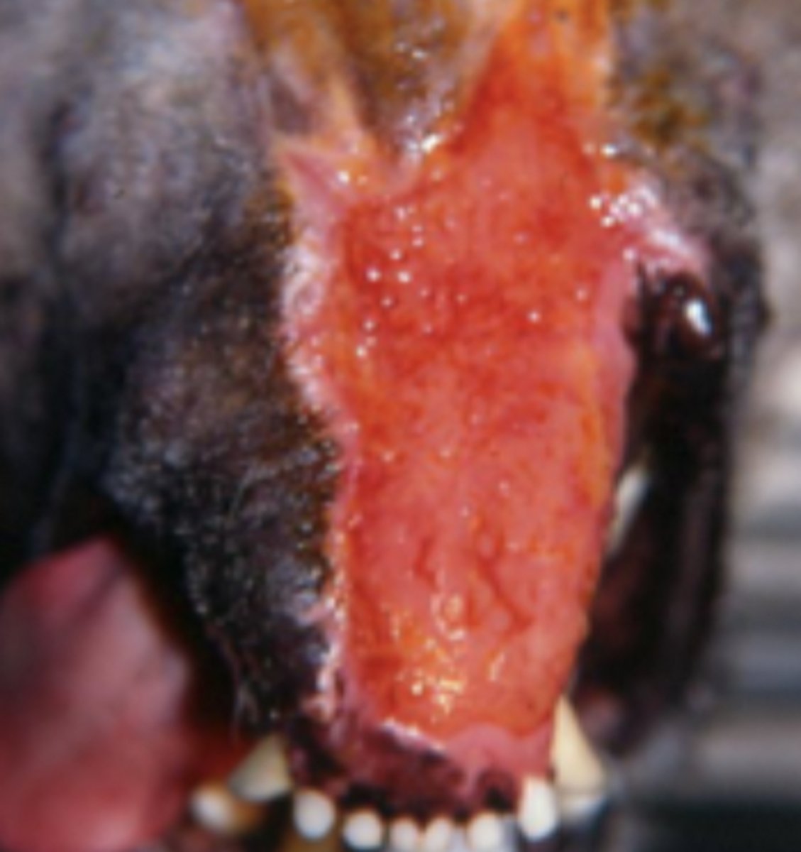 <p>how are you going to promote epitheliasation after granulation has occurred</p>