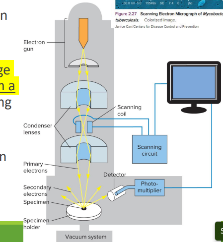 <p>Scanning Electron Microscope</p>