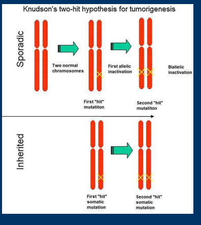 <p><strong>• Two-Hit Hypothesis: </strong>Tumor suppressor genes<u> typically</u> require both alleles to be inactivated for cancer to develop</p><p></p><p>• Cancer susceptibility genes make carriers<strong> heterozygous</strong> for tumor suppressor genes </p><p>• Two important considerations: </p><p>  1) Germline mutations mean an individual only needs one sporadic event for carcinogenesis</p><p>  2) Susceptibility genes can be in DNA repair pathways, so the loss of one allele can make it easier to develop secondary mutations</p><p>• The <strong>Two-Hit Hypothesis</strong> is a helpful learning tool, but many exceptions can be found</p>