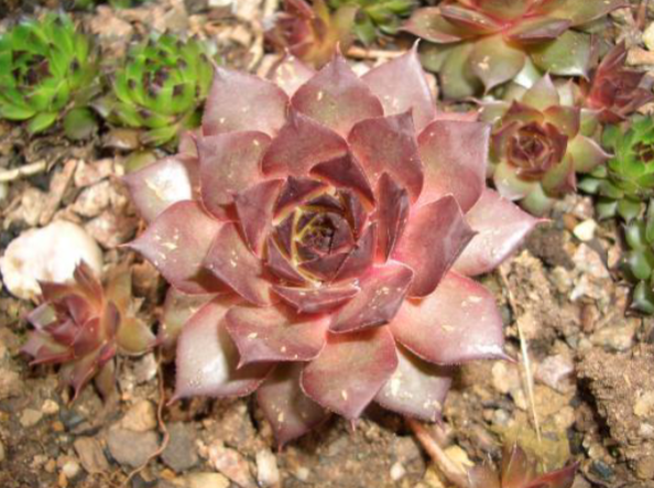 <p>Pink flower</p><p>Full sun</p><p>Ground cover</p>