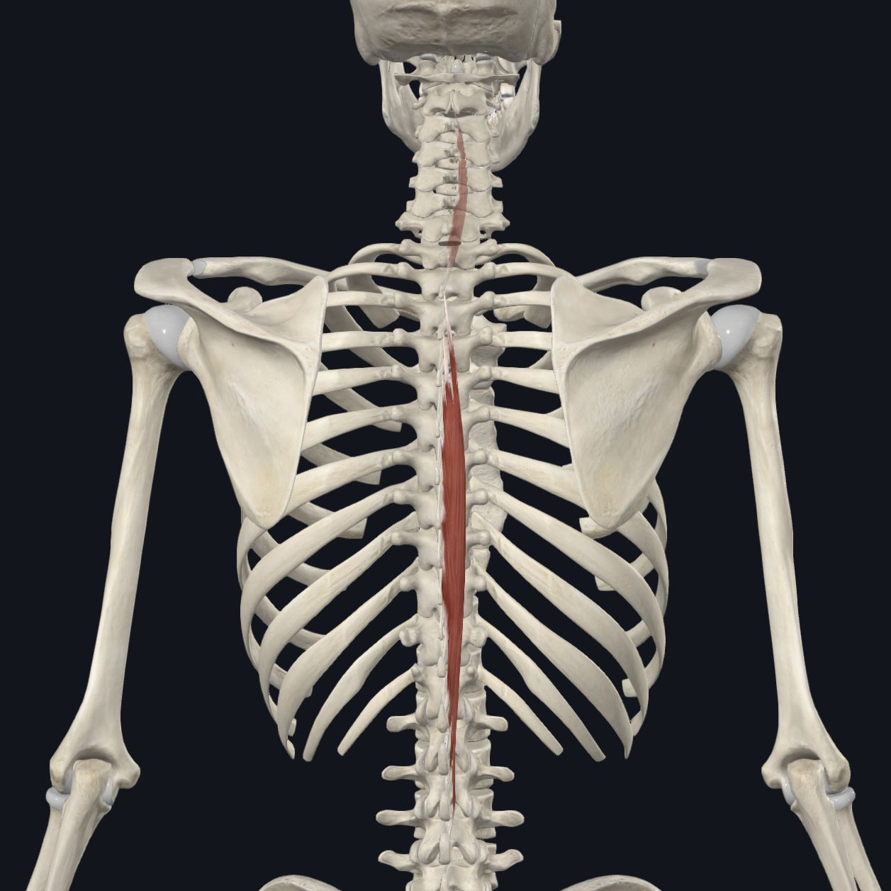 <p>Posterior rami of spinal nerves</p>