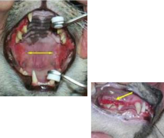 <p>What is Feline Lymphoplasmacytic Stomatitis?</p>