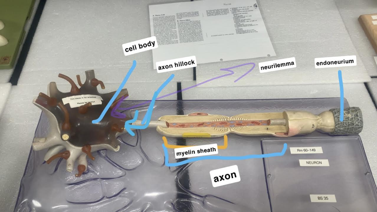 <p>Endoneurium</p>