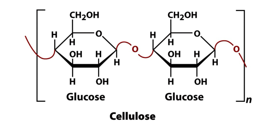 <ul><li><p>Polysaccharide- homopolysaccharide</p></li><li><p>Primary structural component in plants&nbsp;</p></li><li><p>Accounts for half the carbon in the biosphere&nbsp;</p></li><li><p>Linear molecule of up to 15,000 D-glucose residues&nbsp;</p></li><li><p>Glucose molecules are in the B-anomeric form&nbsp;</p></li><li><p>Linkage is B (1 → 4)</p><ul><li><p>Building block of plant cell walls </p></li><li><p>Most commonly observed and most widely distributed in nature&nbsp;</p></li><li><p>Polymer of glucose</p></li><li><p>Extremely steep polymer, it is building into self-assembling fibers…&nbsp; fibers is what provides stability to plants &amp; allows them to grow, withstand harsh environmental conditions and high temp.&nbsp;</p></li></ul></li></ul><p></p>