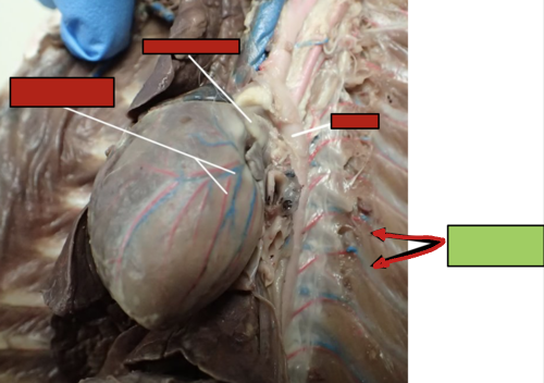 <p>provides or drains blood to/from intercostal spaces</p>