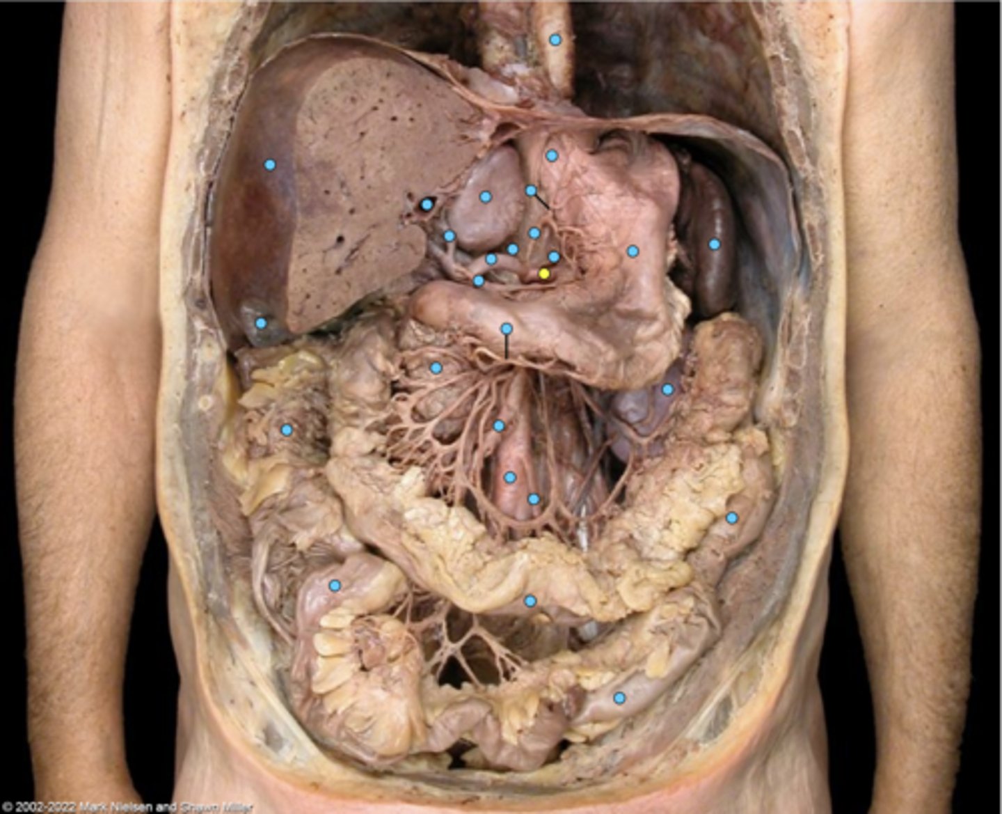 knowt flashcard image