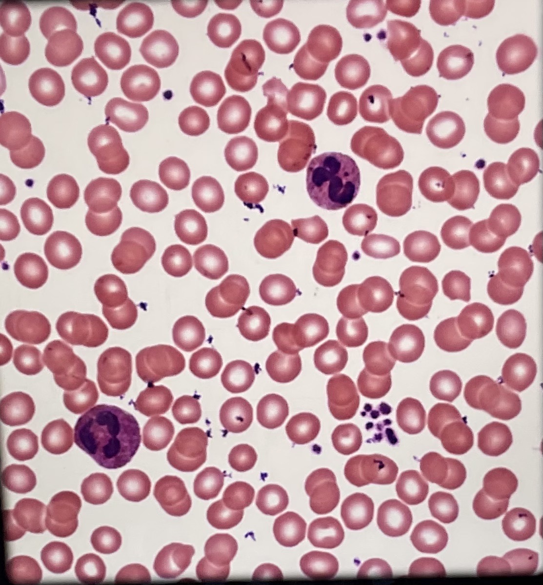 <p>What tissue type is this? What is its function?</p>