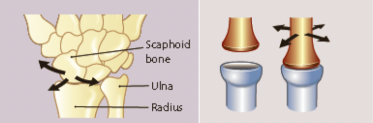 * an oval shaped bone fits into an elliptical cavity of another bone
* side to side
* back and forth
  * eg. the joint at the wrist