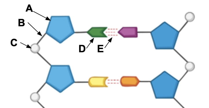 <p>What letter refers to the “nitrogen base” region of the molecule?</p>