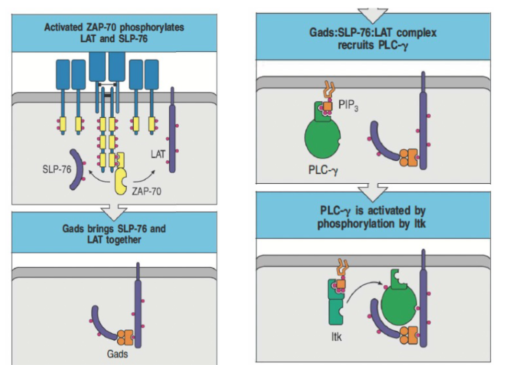 <ul><li><p>ZAP-70 phosphorylates LAT and SLP-76, enabling complex formation with Gads.</p></li><li><p>Gads complex recruits and activates PLC-γ via Itk phosphorylation.</p></li><li><p>This complex is essential for intracellular lipid signaling.</p></li></ul><p></p>