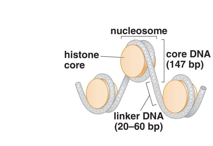 <ol><li><p>Histone </p></li><li><p>DNA</p></li></ol>