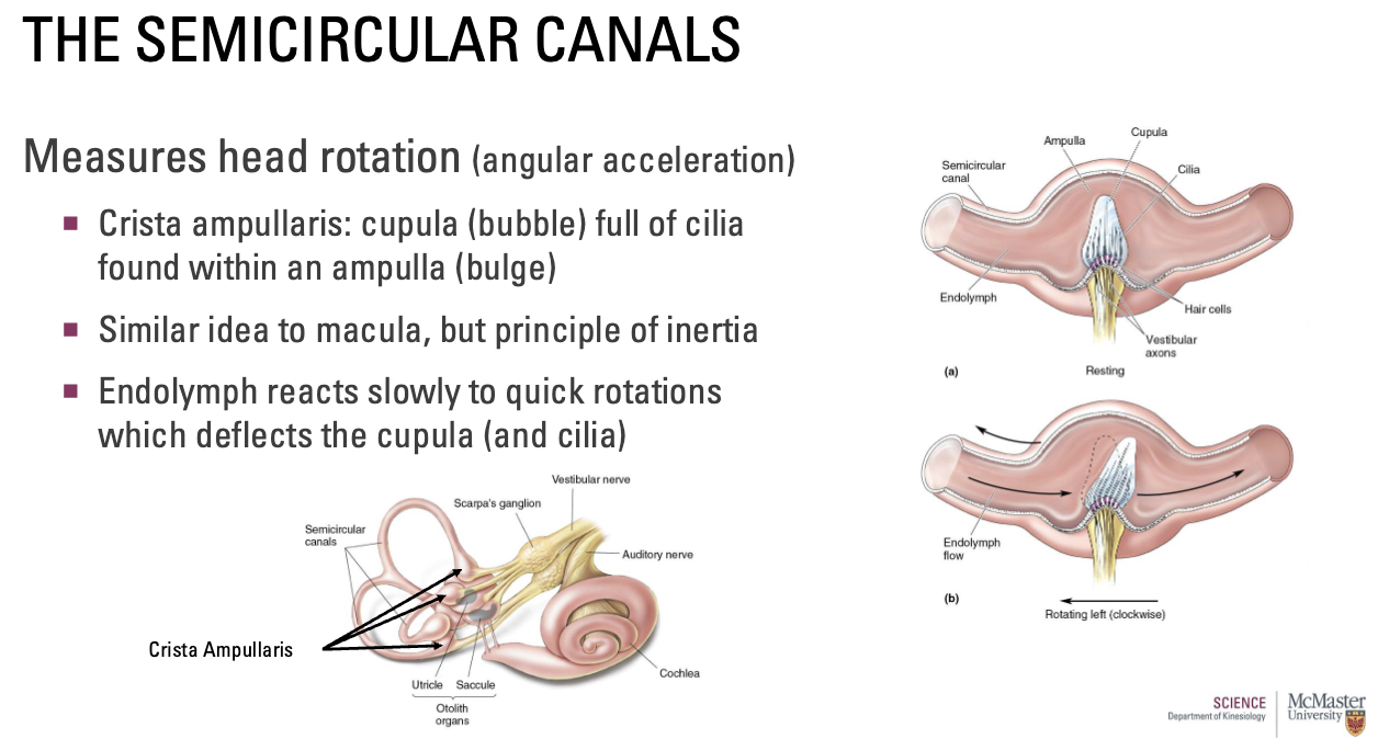 <ul><li><p>Crista ampullaris: cupula (bubble) full of cilia found within an ampulla (bulge)</p></li><li><p>Similar idea to macula, but principle of inertia</p></li><li><p>Endolymph reacts slowly to quick rotations which deflects the cupula (and cilia)</p></li></ul><p></p>