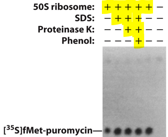 <ul><li><p>Treated isolated 50S subunit with SDS, phenol and proteinase to remove r-proteins, but keeps the rRNA intact</p></li><li><p>Detect peptide bond formation between N-formylmethionine in P-site and puromycin, an aminoacyl-tRNA analog in the A site</p></li></ul><p></p>