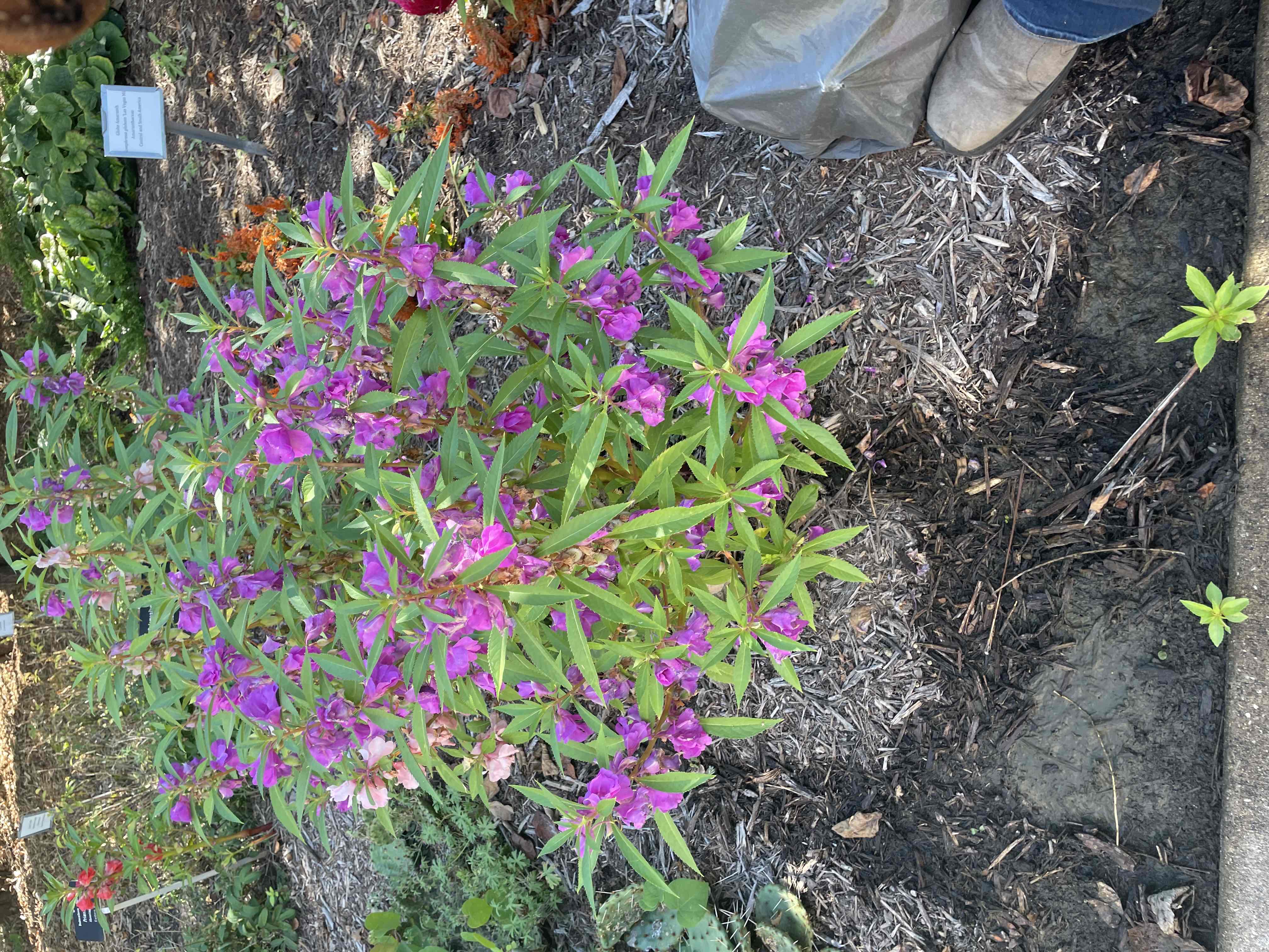 <p>Impatiens balsamina</p>